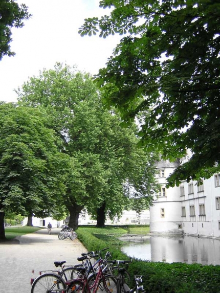 Bild 1 von 2 Platanen am Schloss Neuhaus
